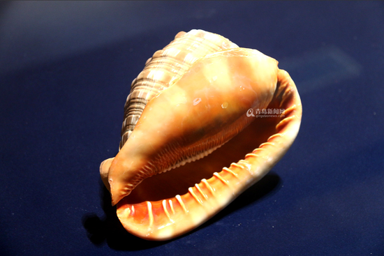 青岛贝壳博物馆 珍贵艺术藏品全球罕见