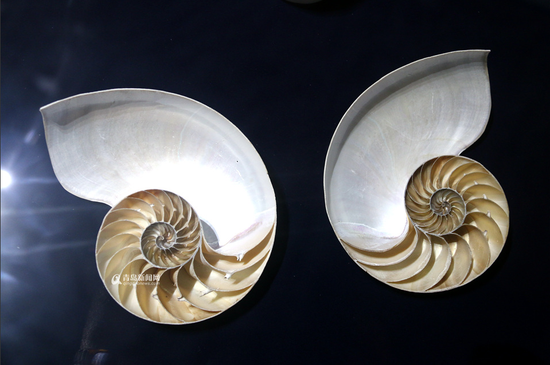 青岛贝壳博物馆 珍贵艺术藏品全球罕见